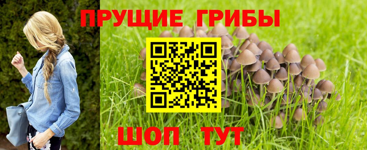 Галлюциногенные грибы Cubensis Калининград